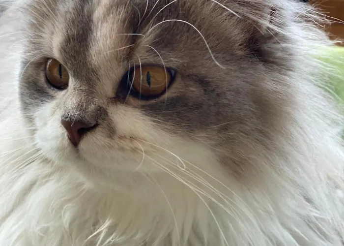 La Maison Cachee Бон